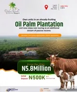 Assertrise oil palm plantation.  phase 5. Iwo-Road Ibadan - photo 4