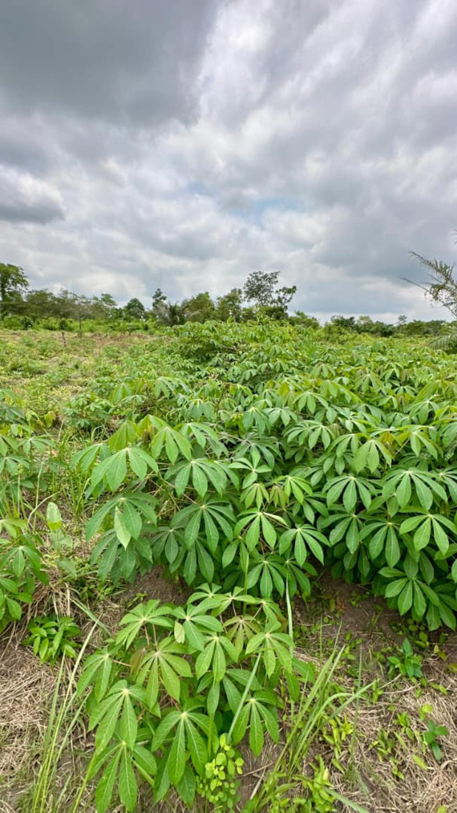 SECURED FERTILE FARMLAND IN ALABATA, ABEOKUTA OGUN STATE 🇳🇬