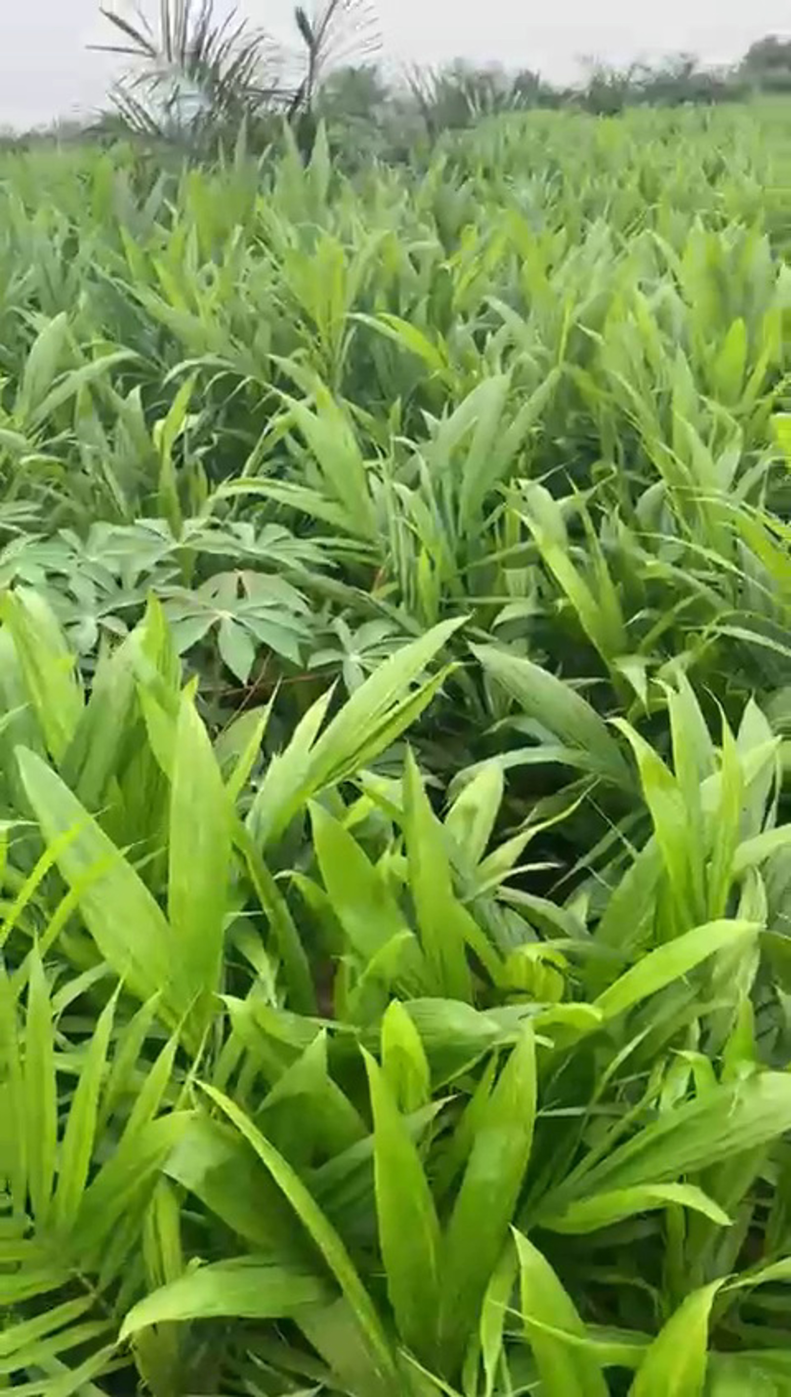 Assertrise oil palm plantation