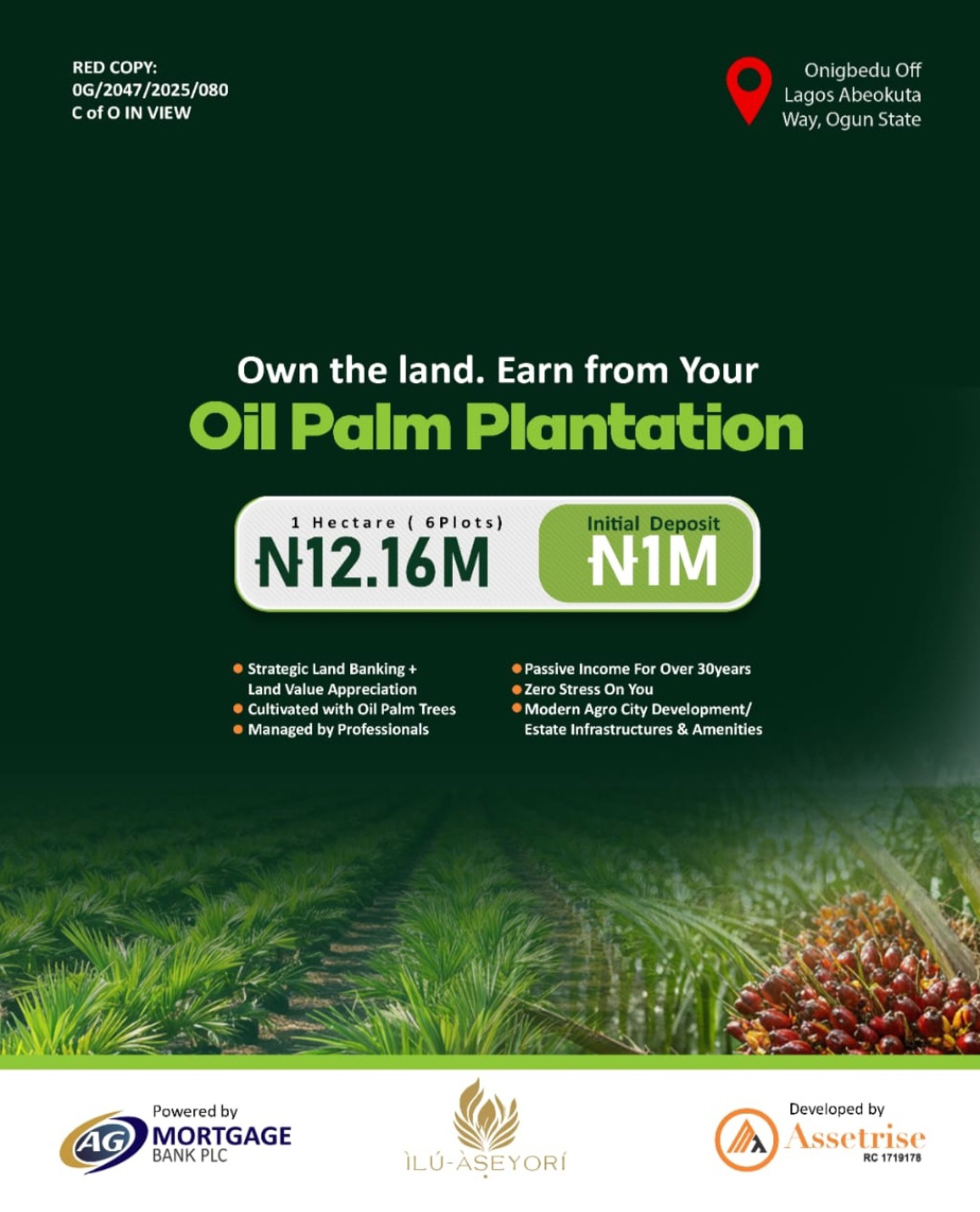 Assertrise oil palm plantation